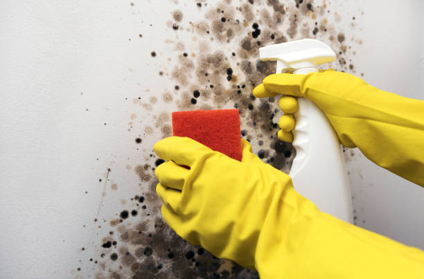 Best Industrial Mold Remediation in Wilkshire Hills, OH