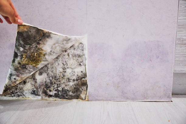 Professional Mold Remediation in Wilkshire Hills, OH